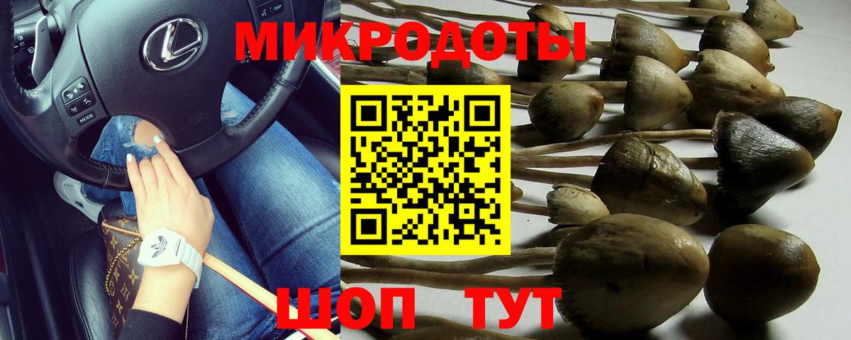 Псилоцибиновые грибы Cubensis Дербент